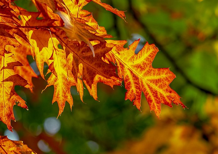 Fall Foliage Leaves Bright Color Fall Color 